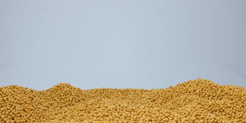 Close-up of rice against white background