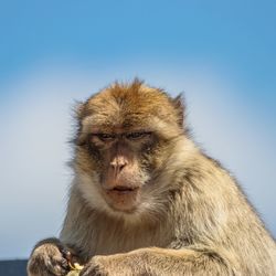 Monkey looking away against clear sky