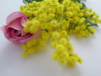 High angle view of yellow flowering plant