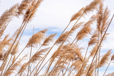 Tall grasses blowing in wind in natural wetland habitat