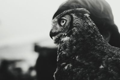 Close-up of owl