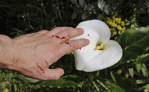 Close-up of hand holding white rose flower