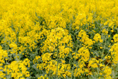 Scenic view of oilseed rape field