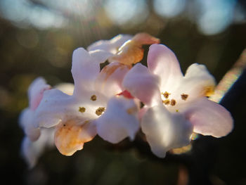 Close-up of white cherry blossom