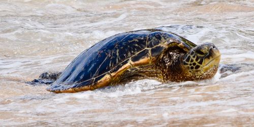 Turtle swimming in sea