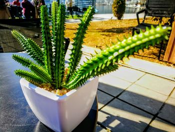 Close-up of potted cactus plant