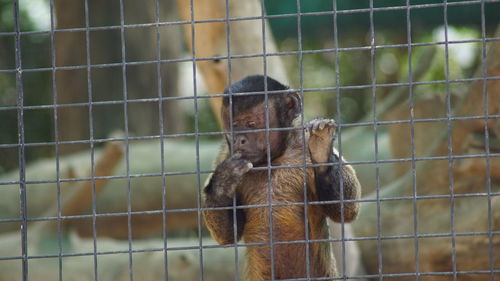 Close-up of monkey against blurred background