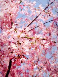 Low angle view of pink flowers