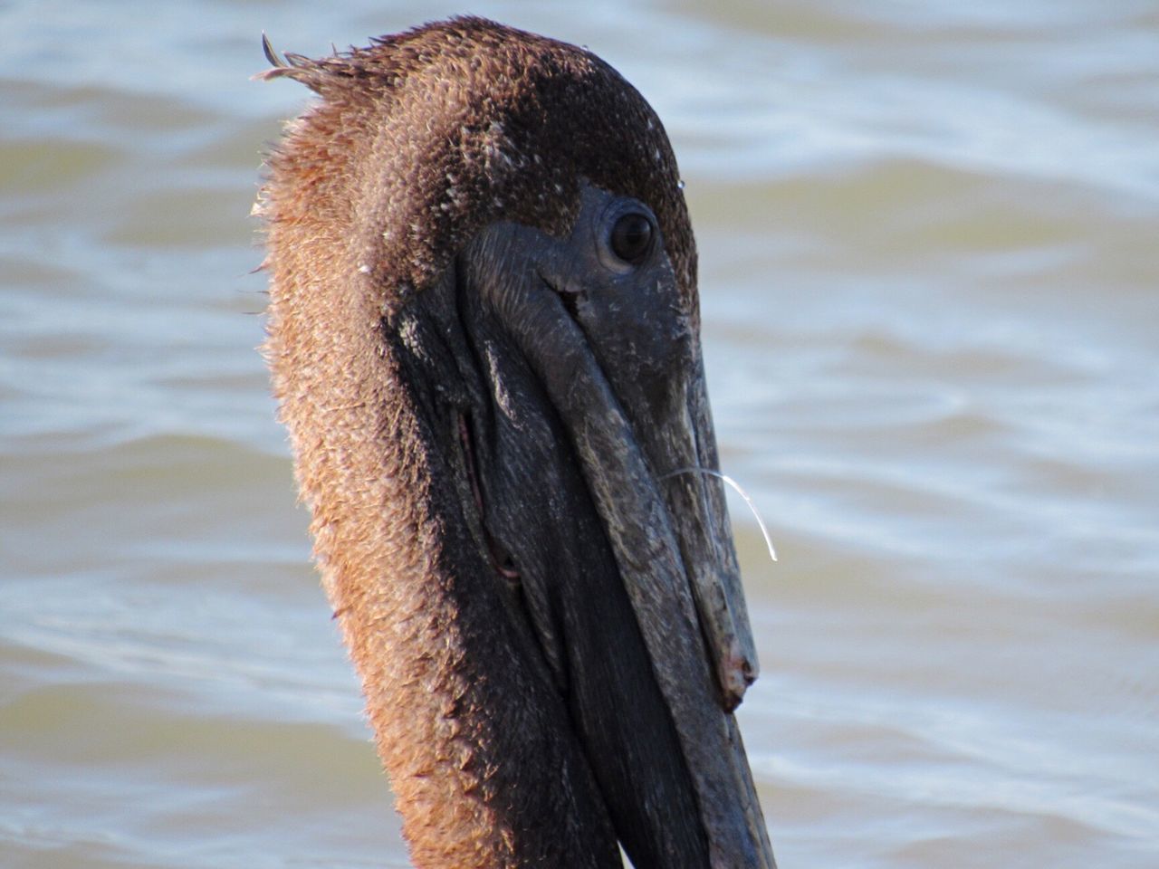 animal themes, wildlife, water, close-up, beak, focus on foreground, animal head, nature, part of, animal body part, day, outdoors, no people, rippled, beauty in nature, mammal, animal, selective focus