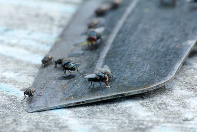 Flies,fly carriers of cholera