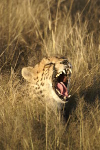 Close-up of leopard at field