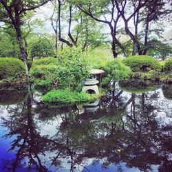 Trees by river in forest