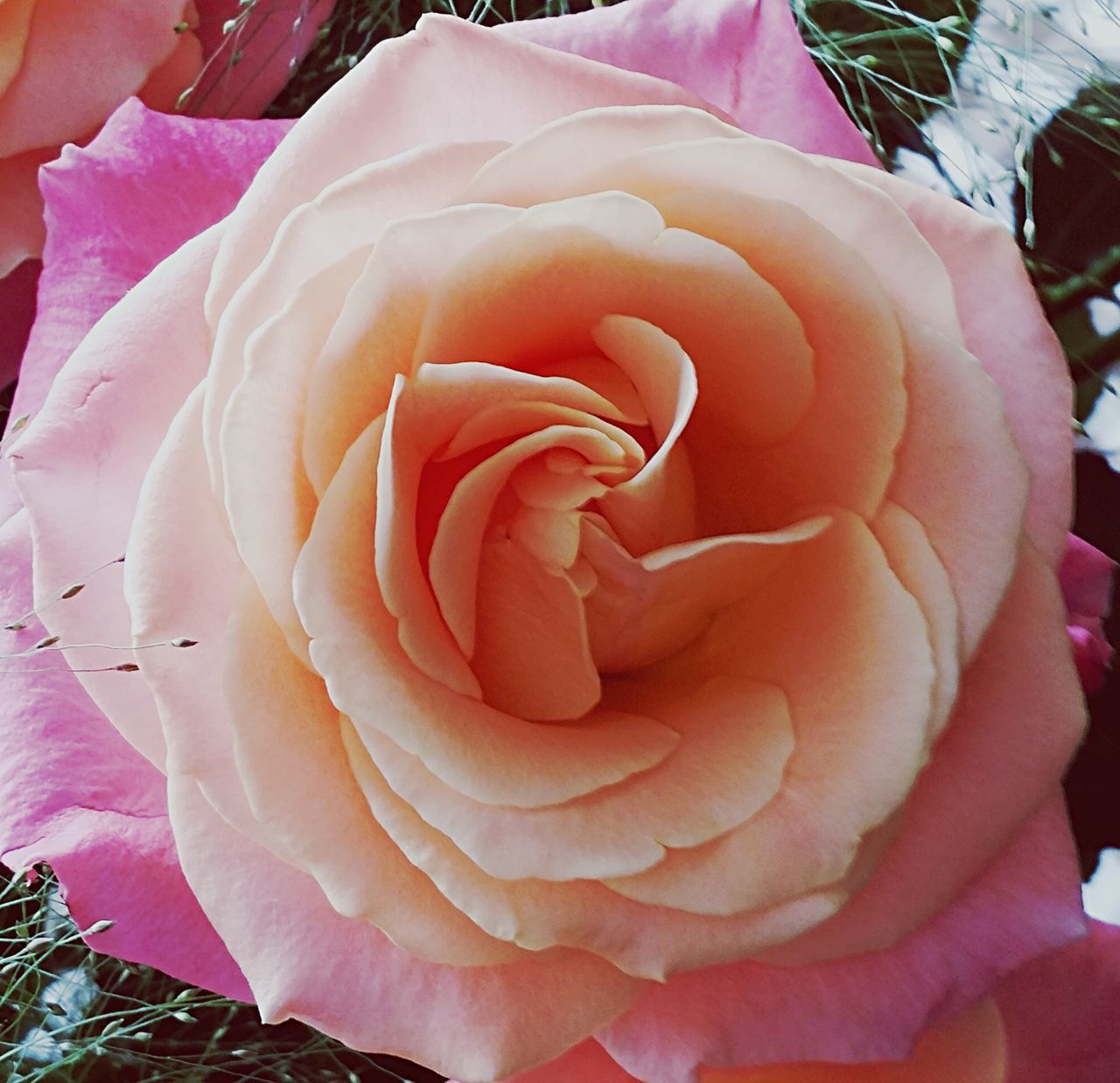 flower, petal, rose - flower, flower head, freshness, fragility, beauty in nature, growth, close-up, single flower, nature, rose, blooming, natural pattern, single rose, full frame, in bloom, plant, backgrounds, pink color