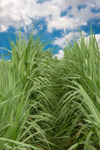 Close-up of stalks in field against cloudy sky