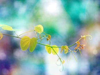 Close-up of plant leaves