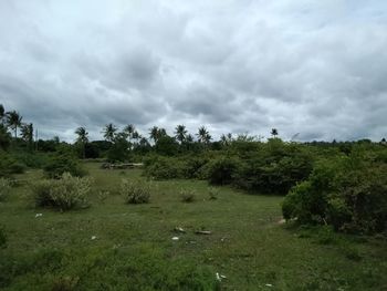 Trees on field against sky