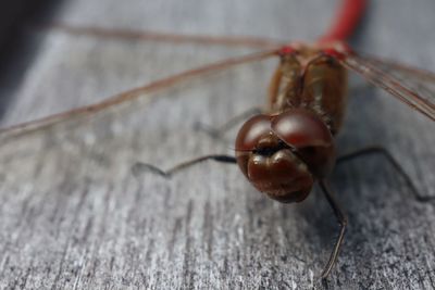 Close-up of insect on wood