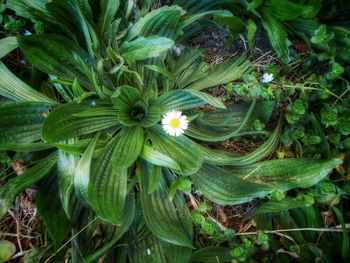 Full frame shot of green leaves