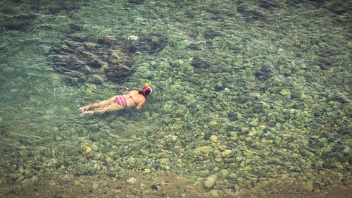 High angle view of horse on grass