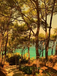 Trees by lake in forest