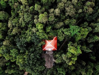 Aerial view of hut in forest