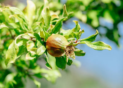 Close-up of snail on plant