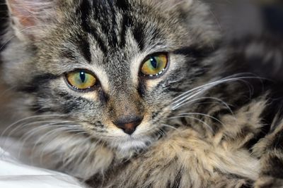 Close-up portrait of a cat