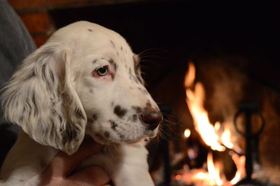 Cropped image of man holding puppy against fireplace