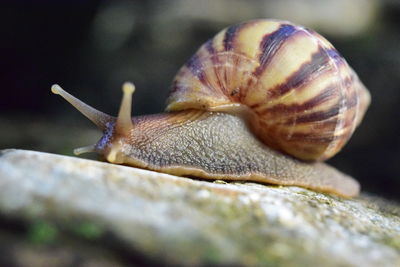 Close-up of snail