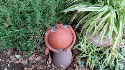 High angle view of pumpkin on field