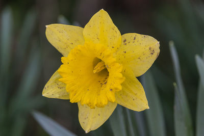 Close-up of yellow flower