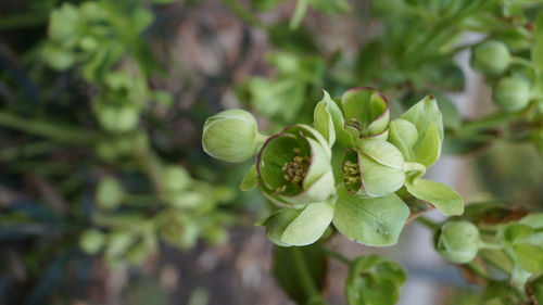 Close-up of flowering plant