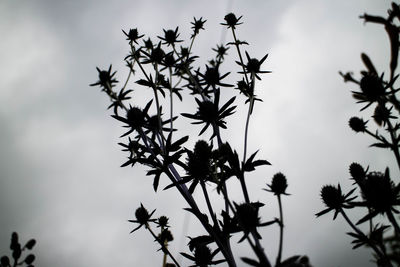 Low angle view of silhouette tree against sky