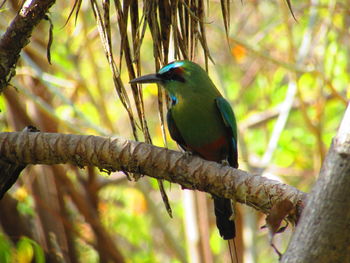 Close-up of bird perching on branch