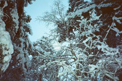 Close-up of snow covered trees in forest