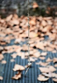 Close-up of swing hanging on rope