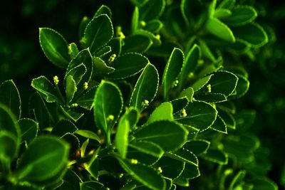 Close-up of green leaves