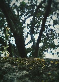 Close-up of flower tree