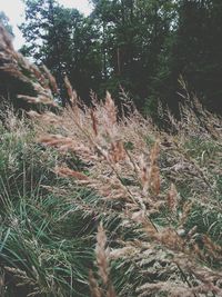 Trees in forest