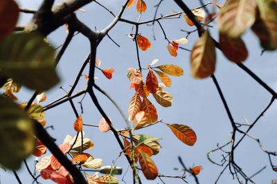 Low angle view of flowering plant against sky during autumn