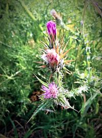 Close-up of thistle bud growing on field