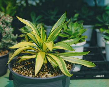 Close-up of potted plant