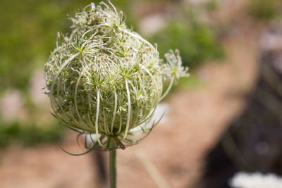 Close-up of green plant on field