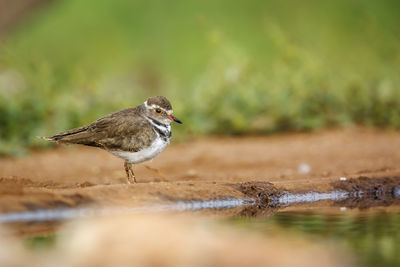 Three banded