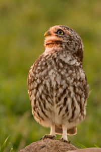 Close-up of owl perching on land