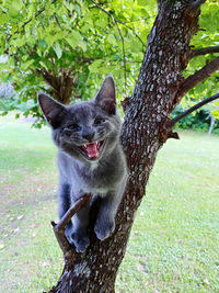 Close-up of a cat on tree trunk