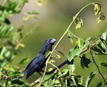 Side view of smooth-billed ani perching on branch