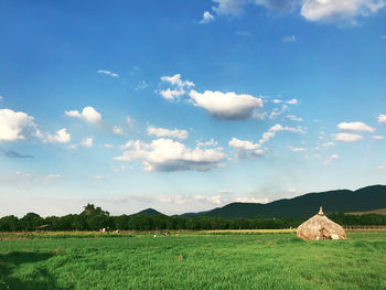 Scenic view of agricultural field against sky