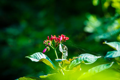 Close-up of flowering plant