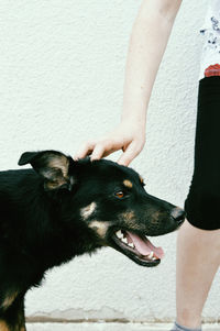 Midsection of woman with dog